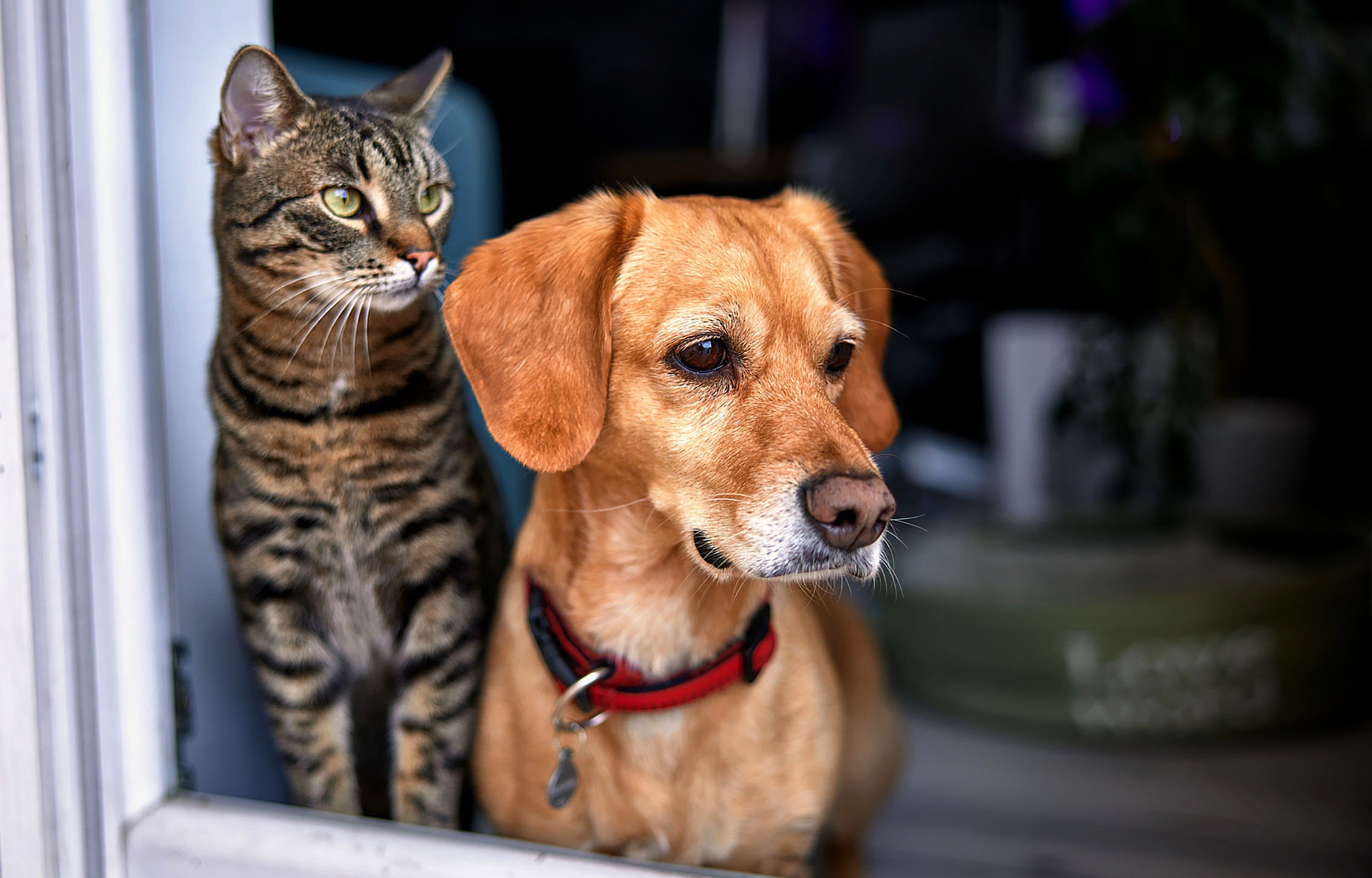 Enforcement Powers: We’re not coming for your dogs and cats, says City over pet licensing uproar